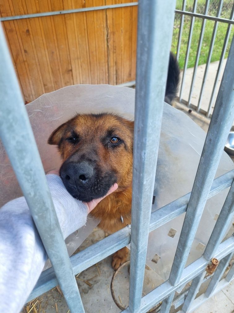 Owczarek Burbon szuka odpowiedzialnego domu. Adopcja tymczas