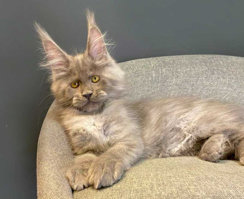 JAMAICA девочка мейн кун голубой дым