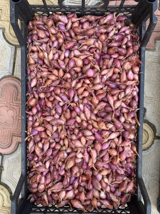 Цибуля- сівок, сіянка, арбаж, арбажейка, лук севок.