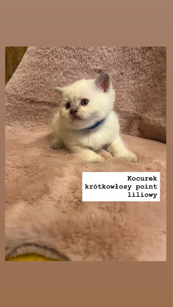 Kot Brytyjski Point Liliowy/ Niebieski