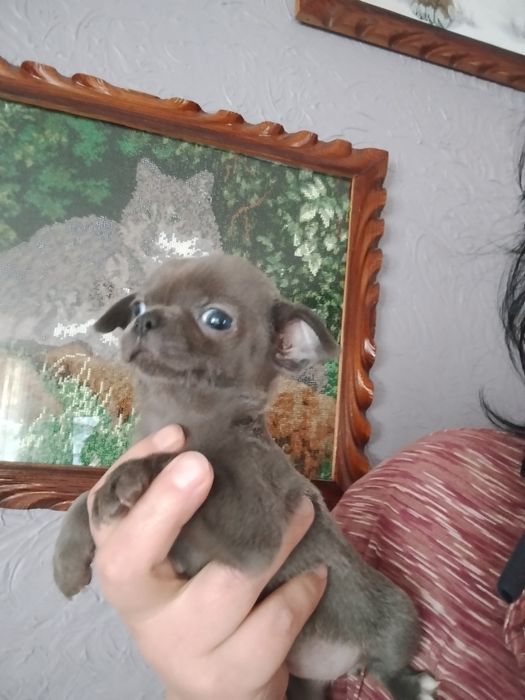 Мамина крихітка любімка