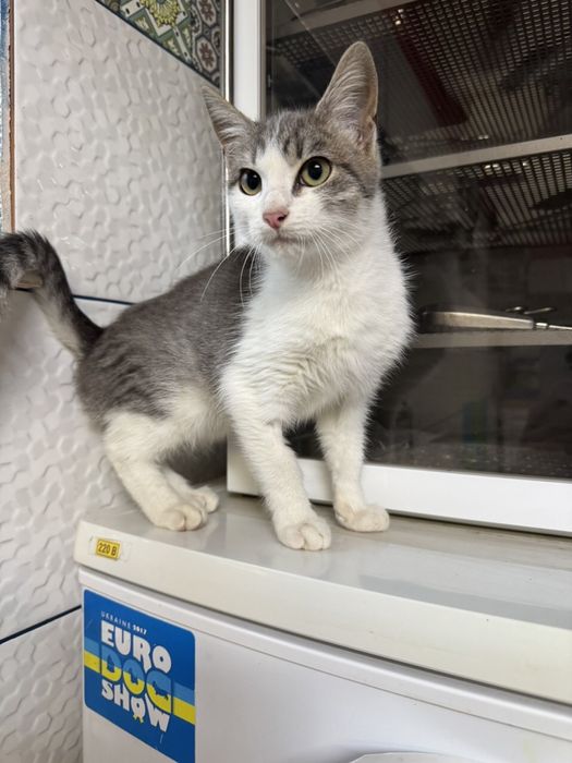Кошеня - котик 5 місяців