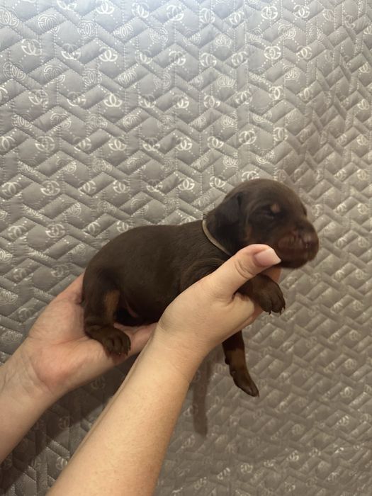 Пропоную цуценят добермана