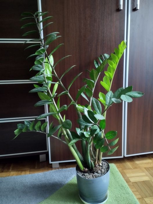 Piękny duży Zamiokulkas około 70 cm