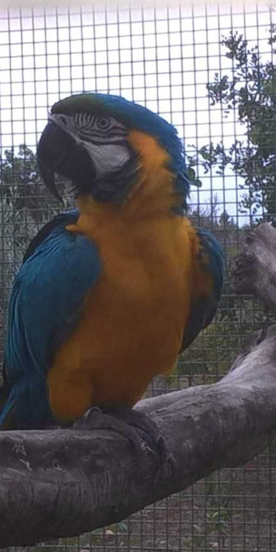 Casal arauna  reprodutor