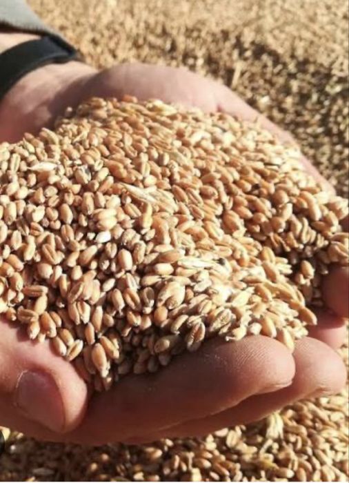 Пшеница 2025 року