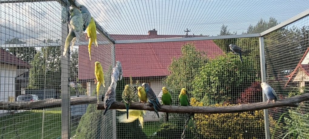 Papugi faliste młode