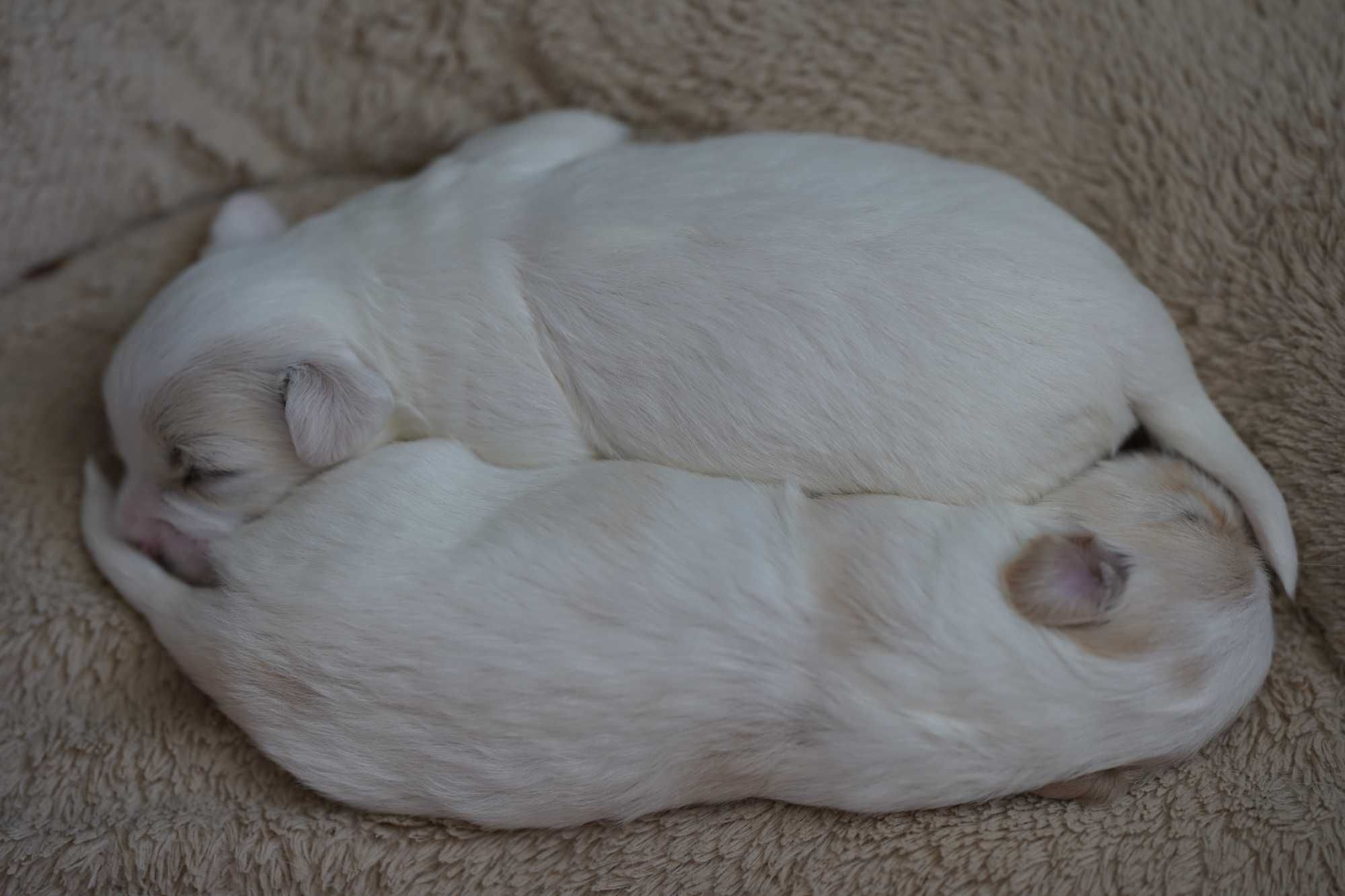 Coton de Tulear szczeniak FCI