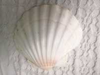 Wielkie muszle morskie 3szt. z Oceanu Atlantyckiego