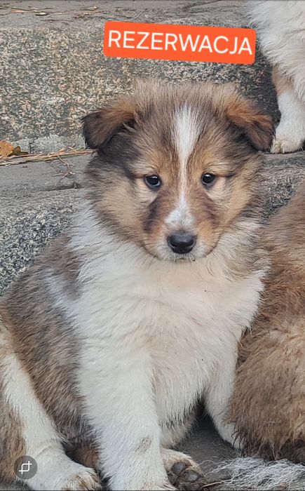 !GOTOWE NA NOWY DOM! -Owczarek szkocki collie- szczeniaki