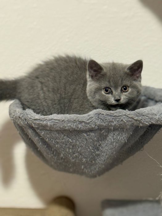 Kot brytyjski krótkowłosy niebieski