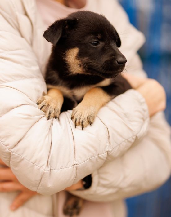 Цуценяточко- хлопчик, 2 міс