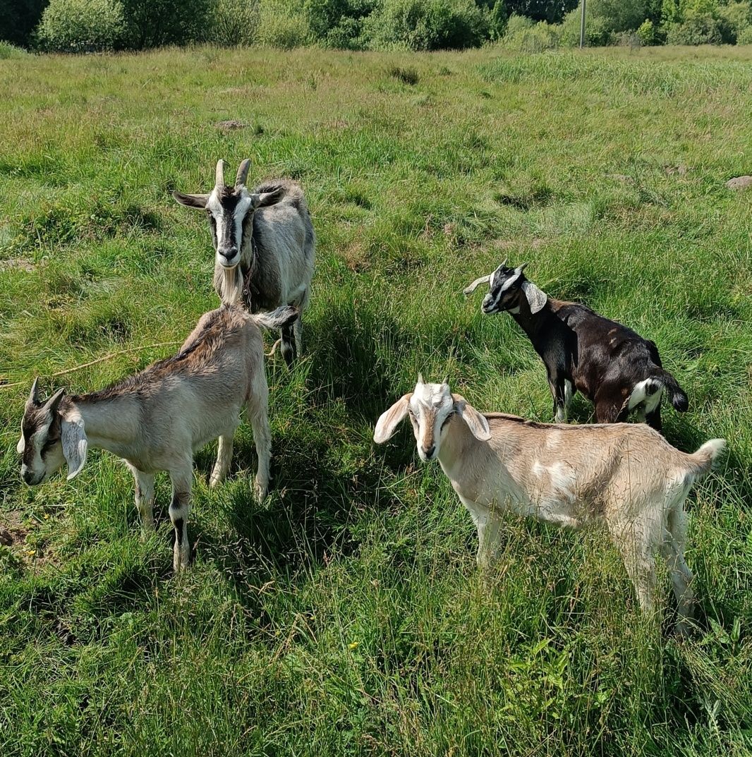 Козеня, козлик, кізочка