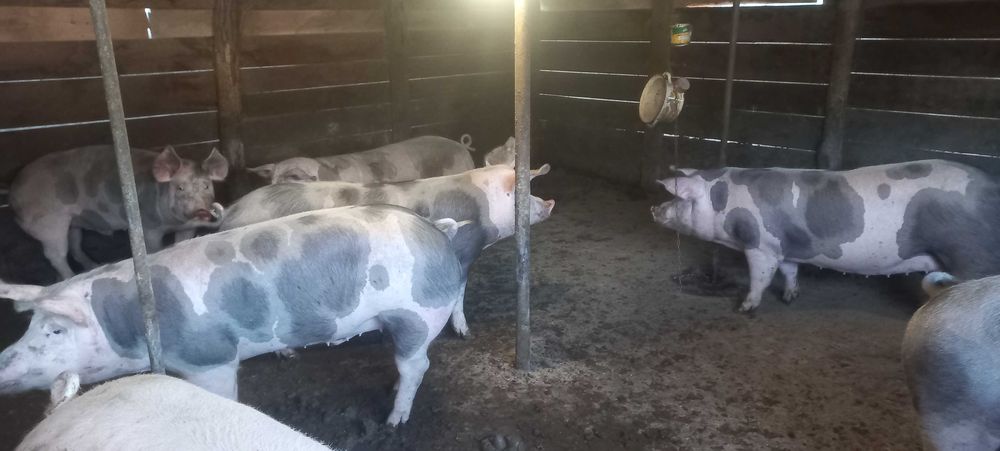 Продам свині живою вагою