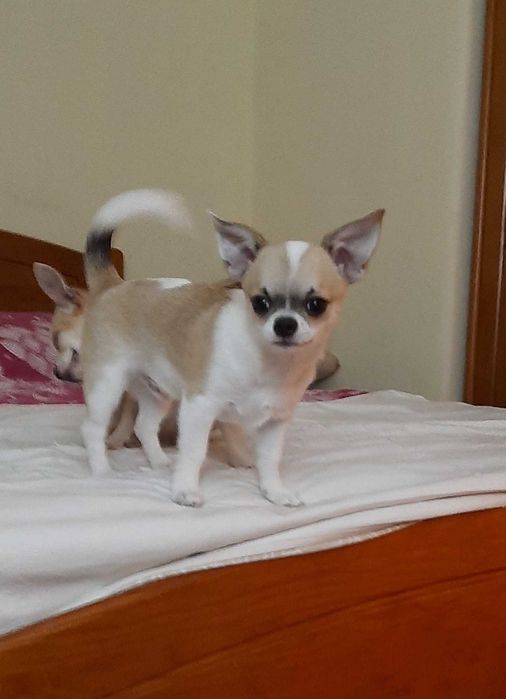 Chihuahua  mini toy