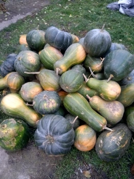 Гарбуз,   тыква.