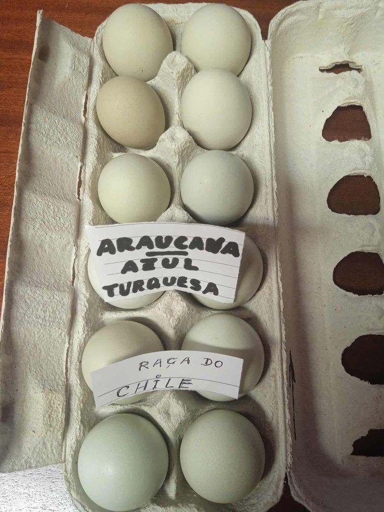 Ovos de galinha.