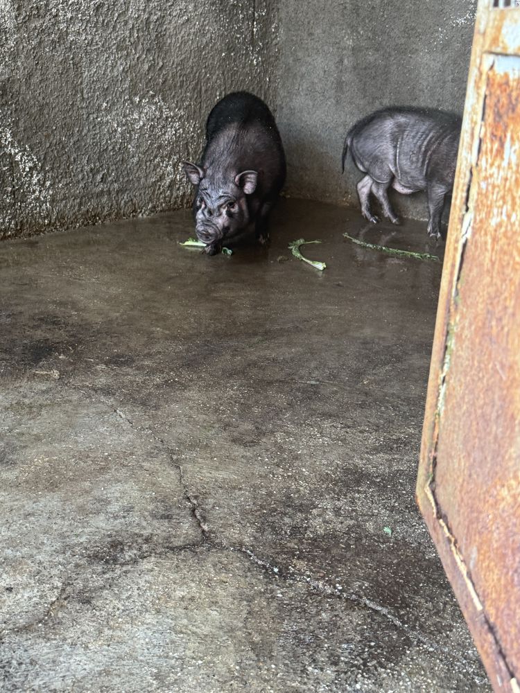 Vendo Casal de Porcos Vietnamitas