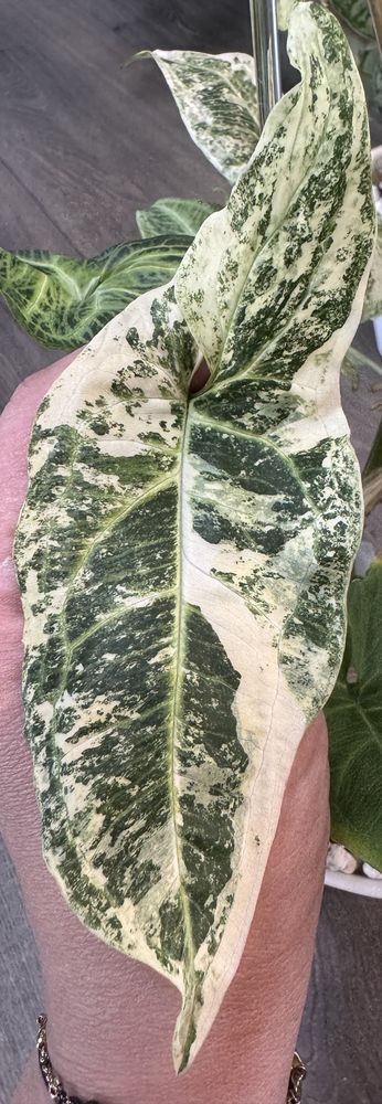 Syngonium Batik Variegata - pędówka
