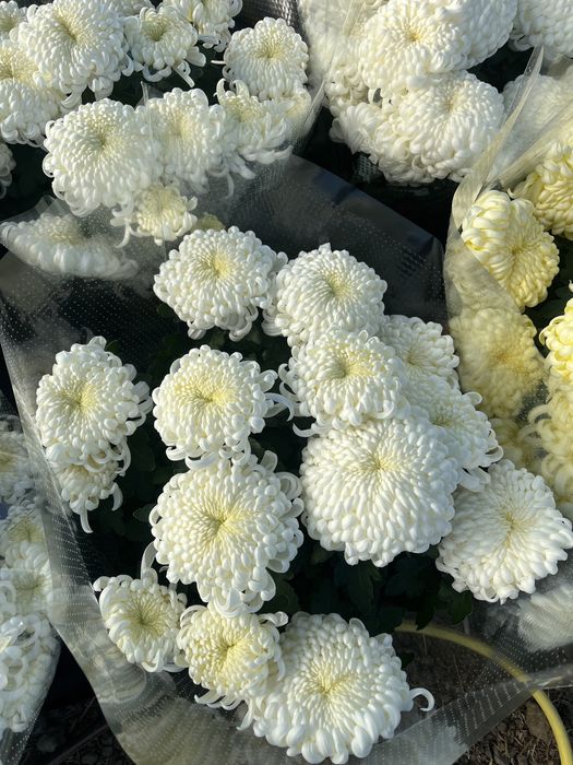 Chryzantemy Wielokwiatowe