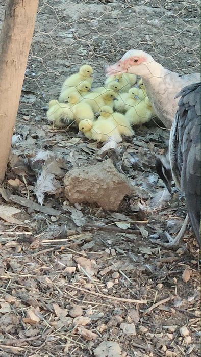 Patos mudos do dia