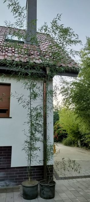 Bambus drzewiasty Phyllostachys