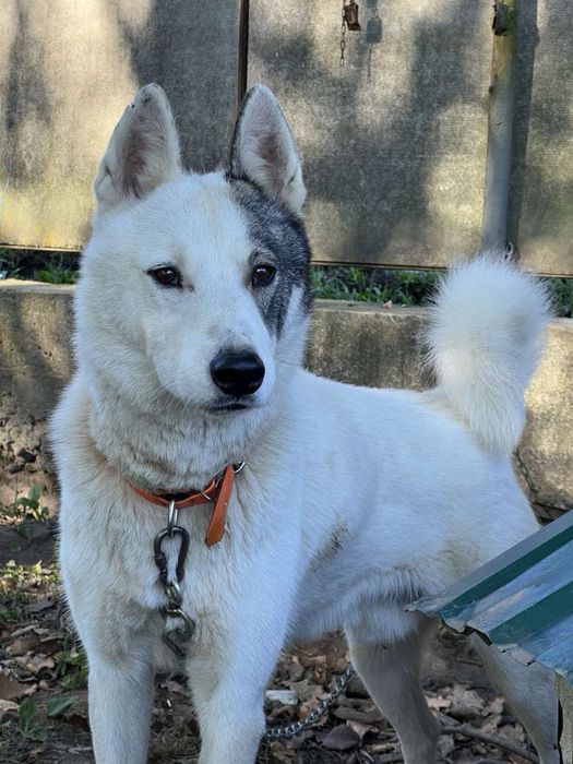 Кобель на вязку Міг