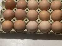 Wiejskie jajka od kur z z wlasnego podwórka 10 szt za 15 zl