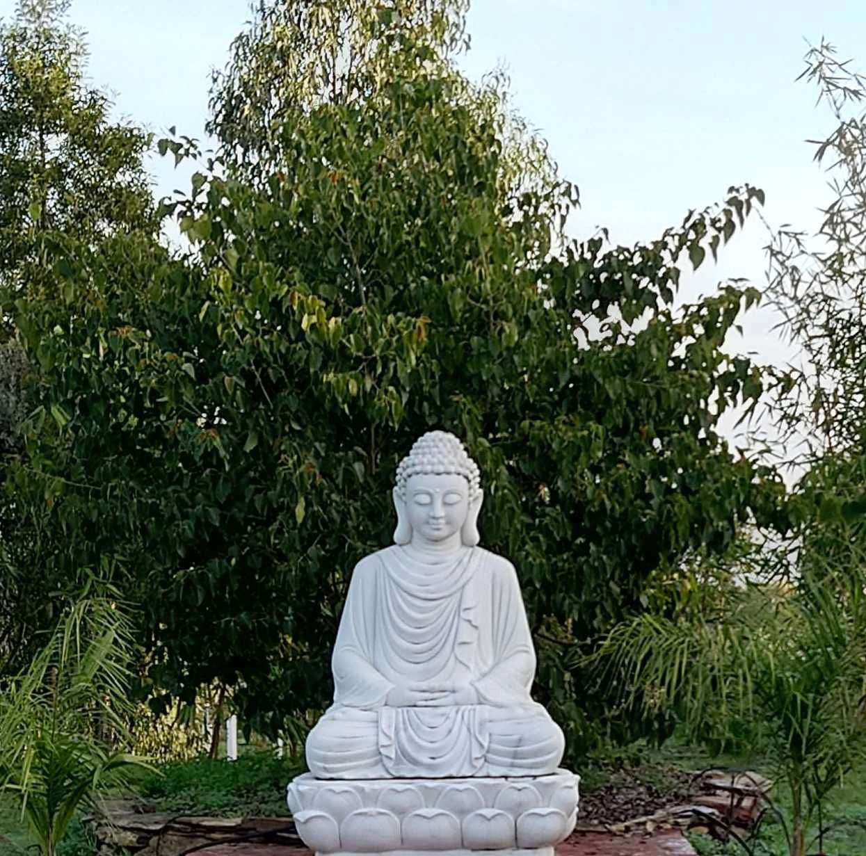 Ficus asiático - Ficus religiosa - Bodhi Tree em vaso ou torrão