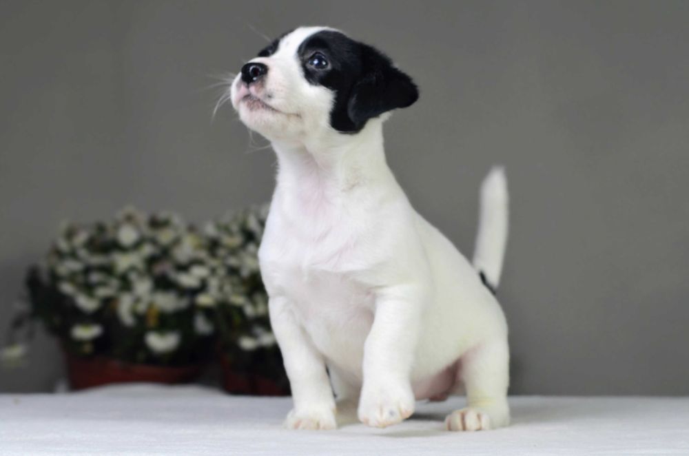 JACK RUSSELL Terrier gładkowłosa suczka niecodziennej urody ZKwP FCI