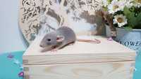 Szczur Szczury Szczurki kochane ogonki wesołe i zdrowe