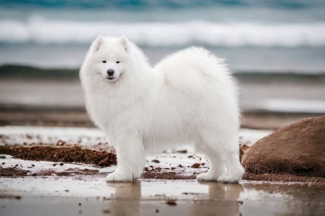 Reproduktor Samoyed FCI