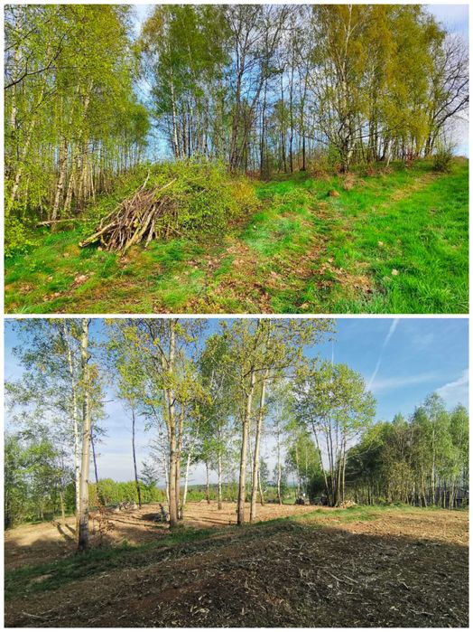 Karczowanie Mulczer Wycinka Czyszczenie działek Rekultywacja terenu