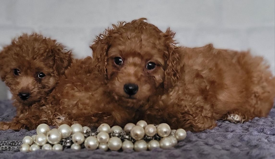 Pudel toy z rodowodem red Warszawa nie maltipoo