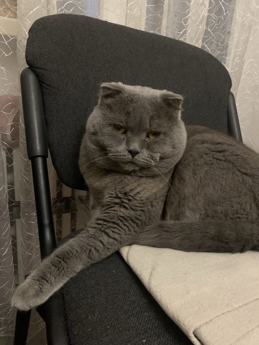 Вʼязка кіт британець вісловухий 6 років Дніпро Тополя