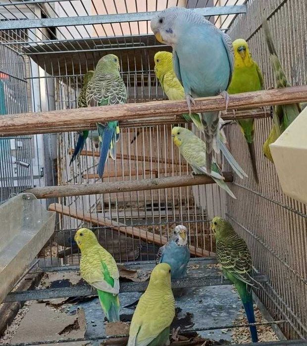 Lote de Periquitos Australianos