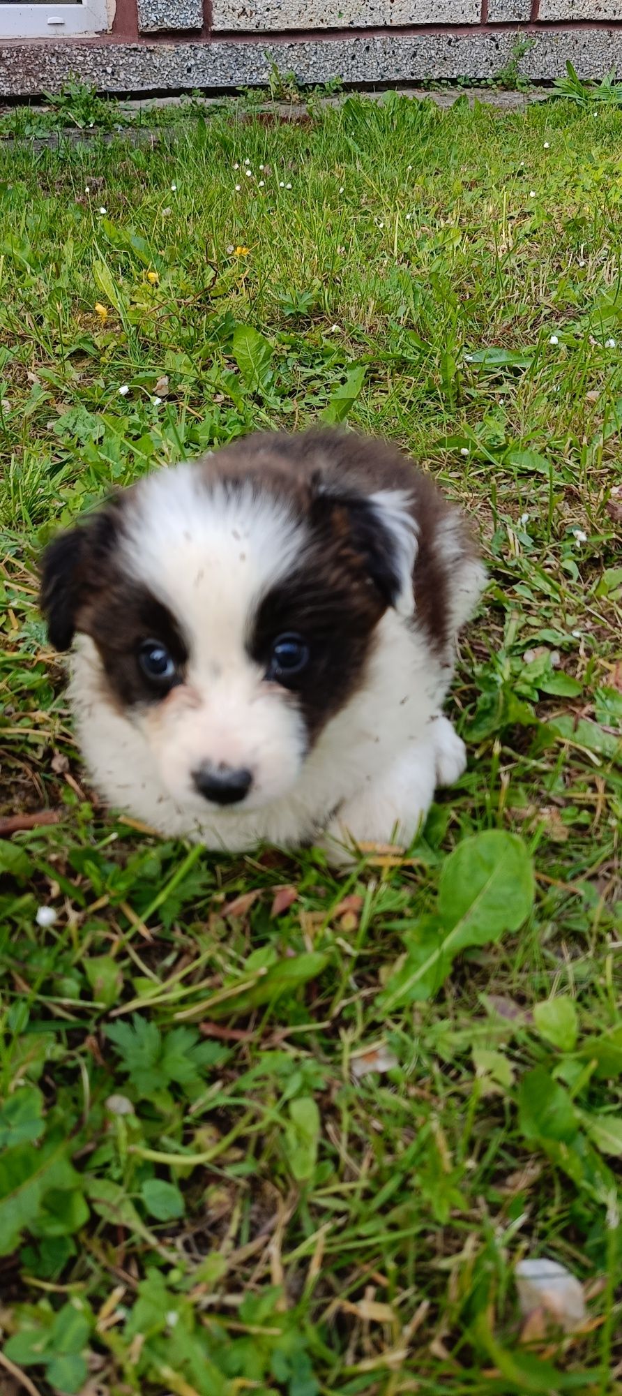 Border collie śliczny piesek czekoladowo biały