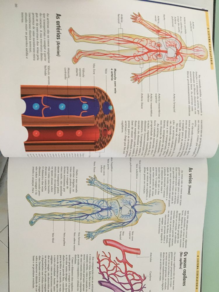 Dinossauros / O corpo humano