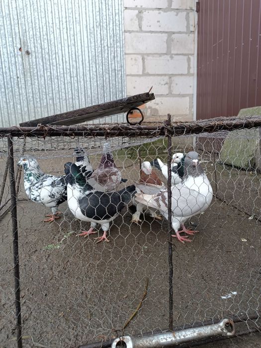 sprzedam kingi strasery łabedzie starogarckie garłacze siodłate