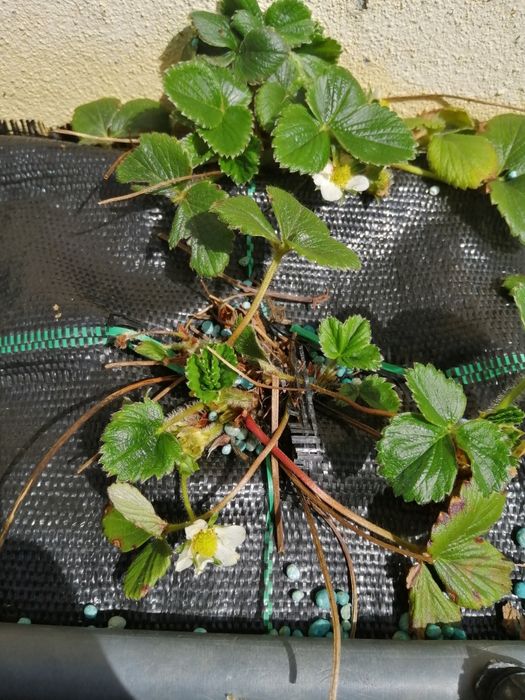 Morangueiros para plantar