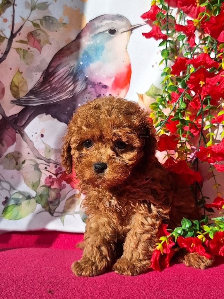 Maltipoo piesek maleńki z rodowodem i paszportem
