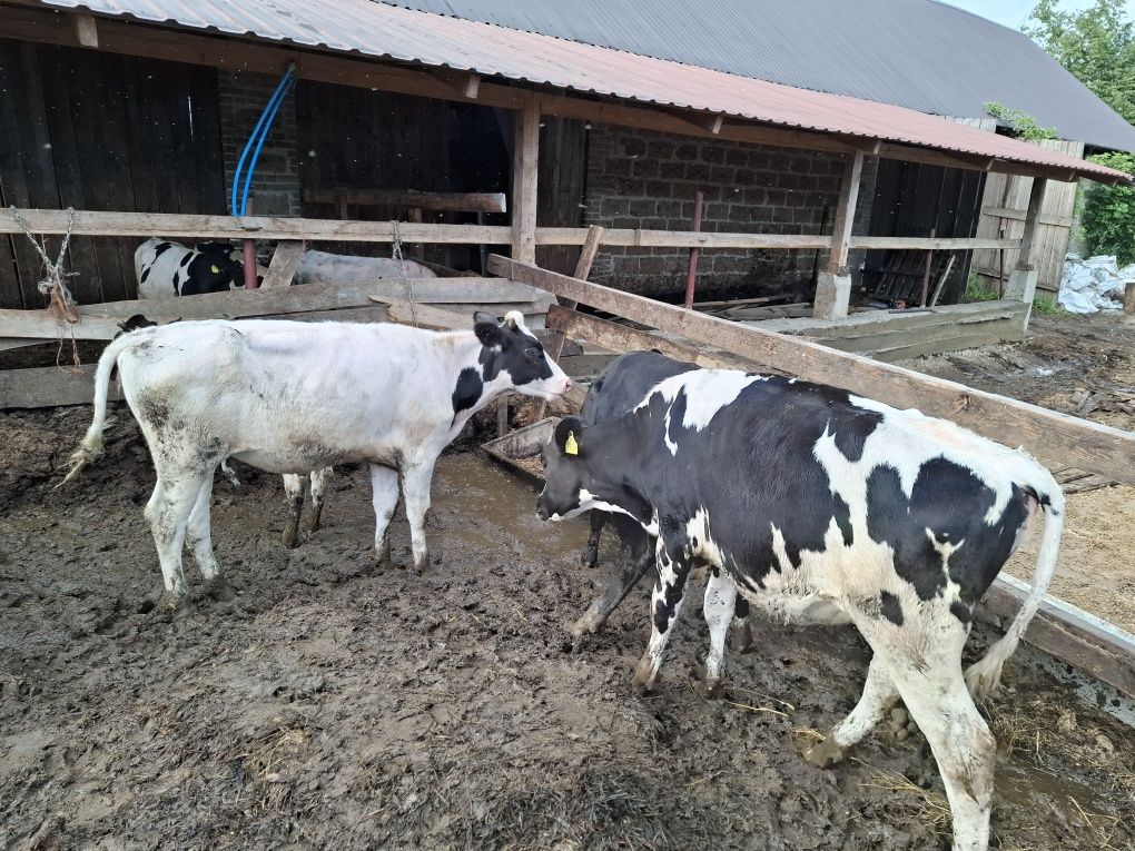 Jałówki do dalszego chowu