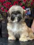 Shih tzu piesek zloty GOTOWY DO ODBIORU