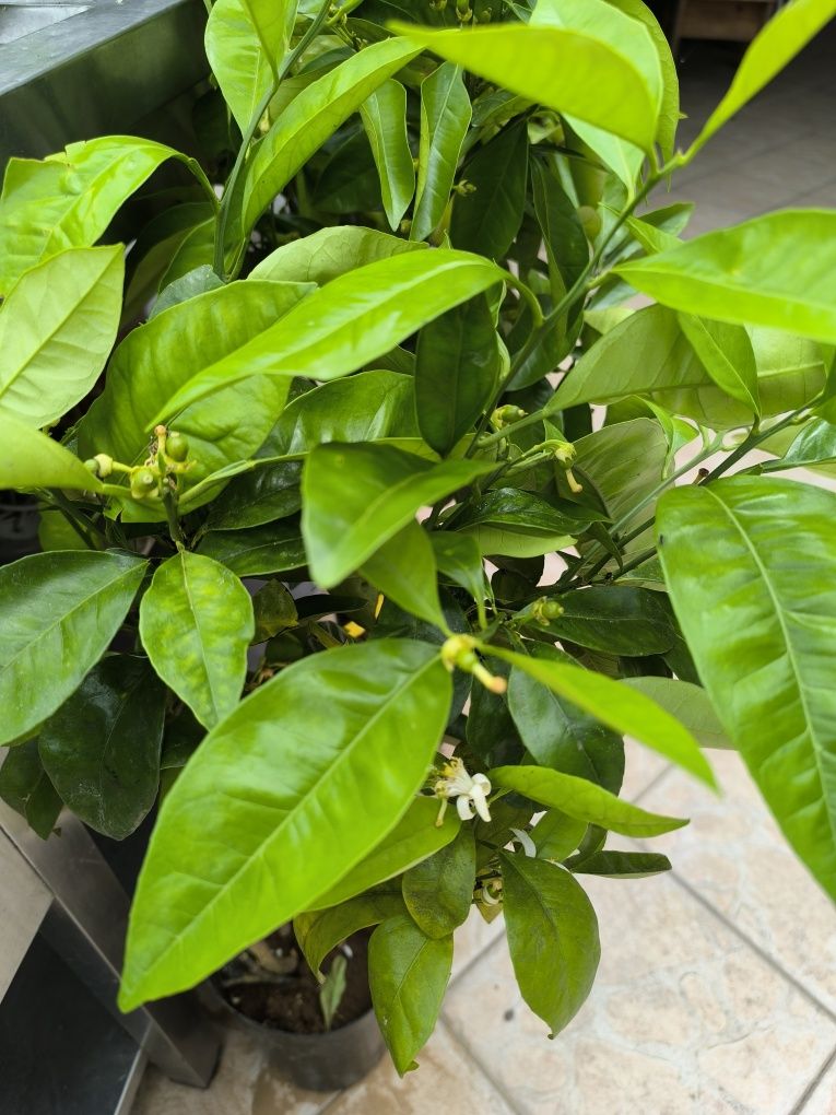 Laranjeira sanguínea de polpa doce, c/ flor e fruto