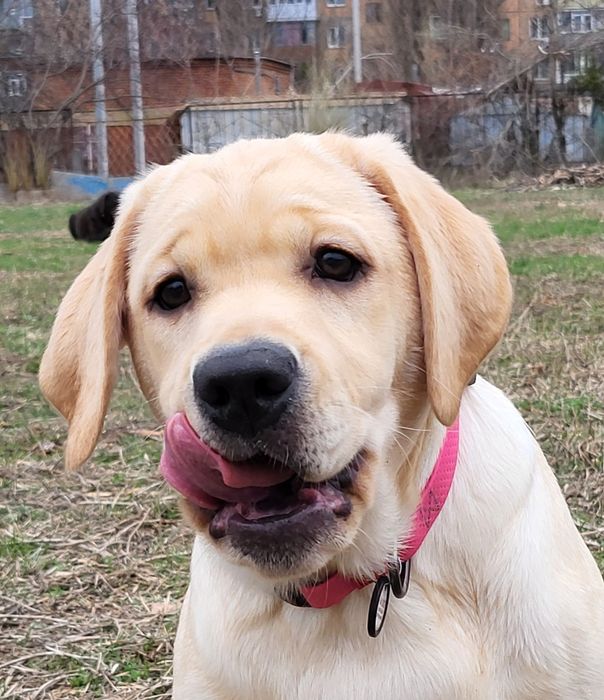 Дівчинка з фото! Лагідна, ніжна!