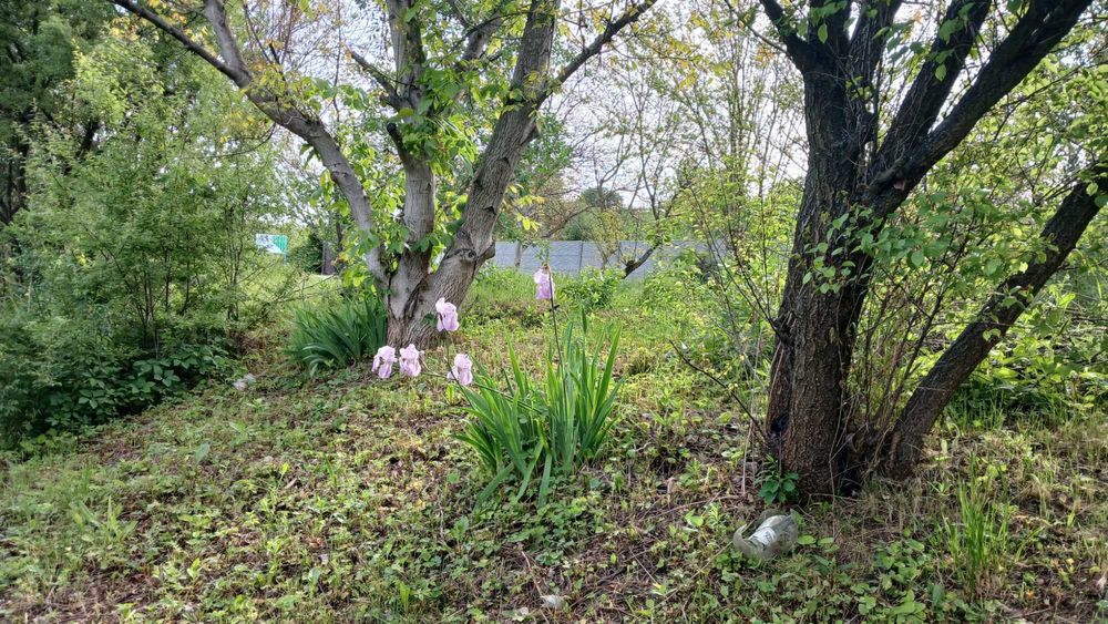 Продам Дачу в с.Червоний Садок