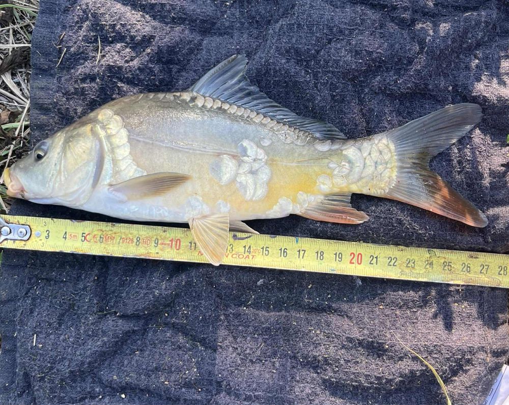 Karp lustrzen zarybienie 20/30cm