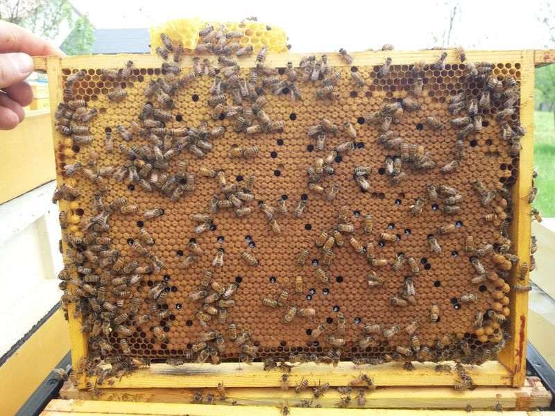 Matki pszczele 2024 Buckfast: KB, B555, B14, B12, B76, Elgon