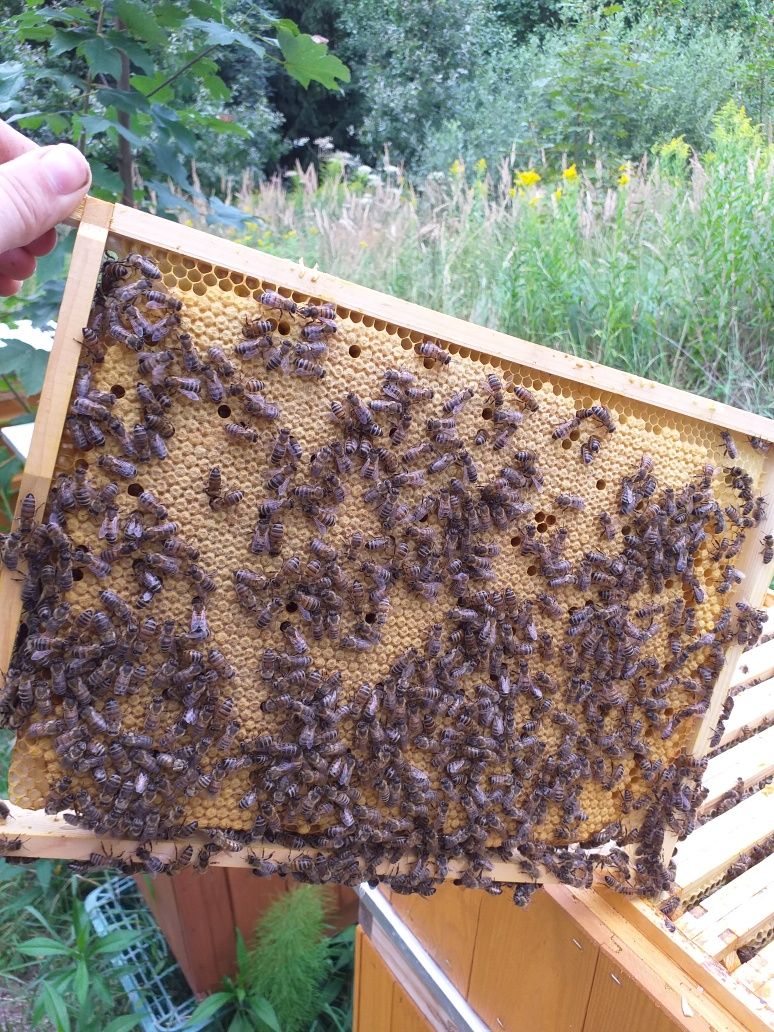 Zapisy Odkłady pszczele mocne ramka wielkopolska pszczoły Krainka