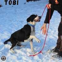 TOBI - wiecznie młody pies szuka domu